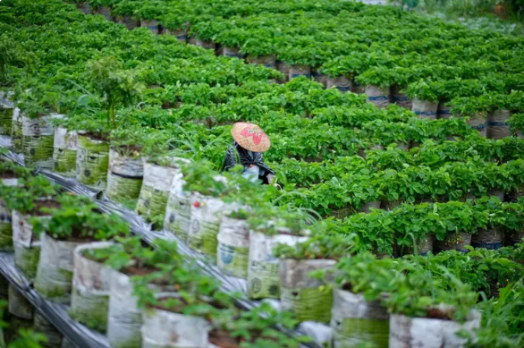 Integrated Farm